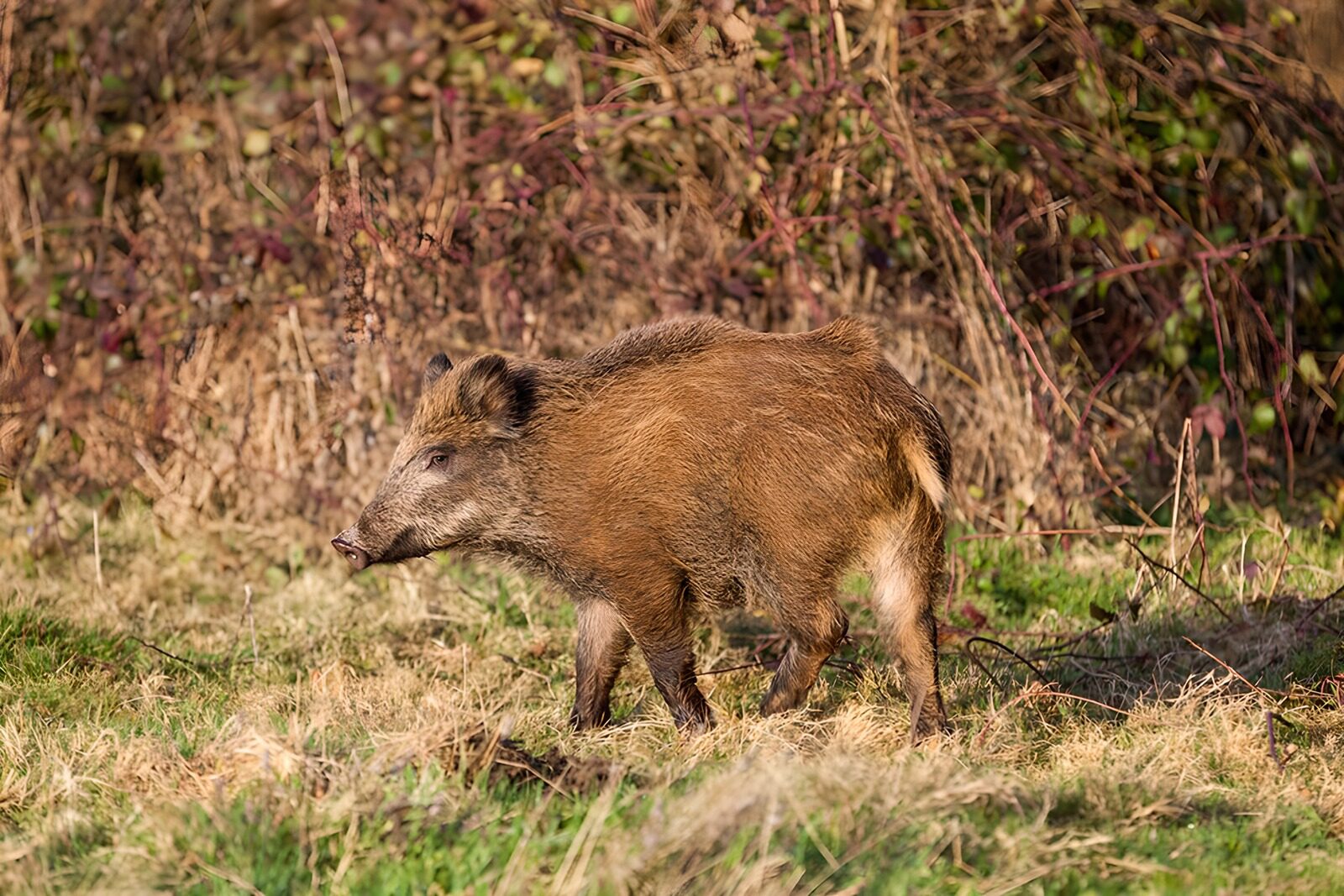 OCCOM8748228: Wild Boar in a Natural Habitat
