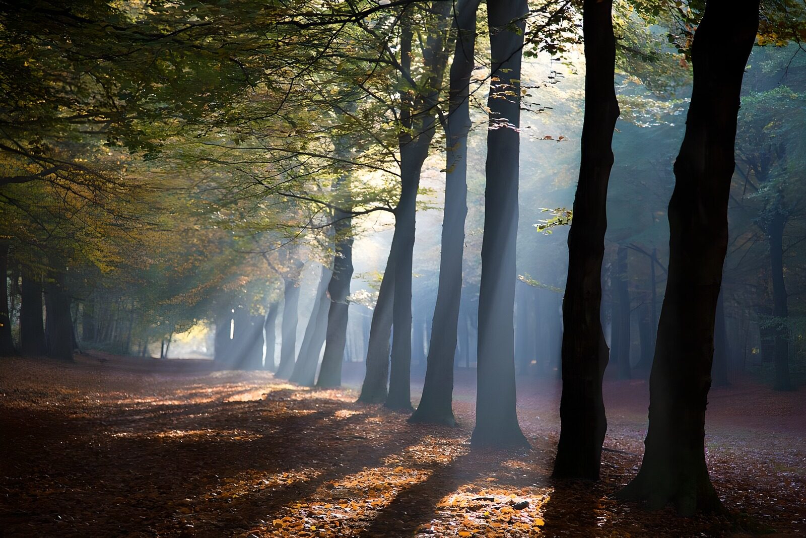 OCCOM1882617: Enchanted Misty Forest Pathway