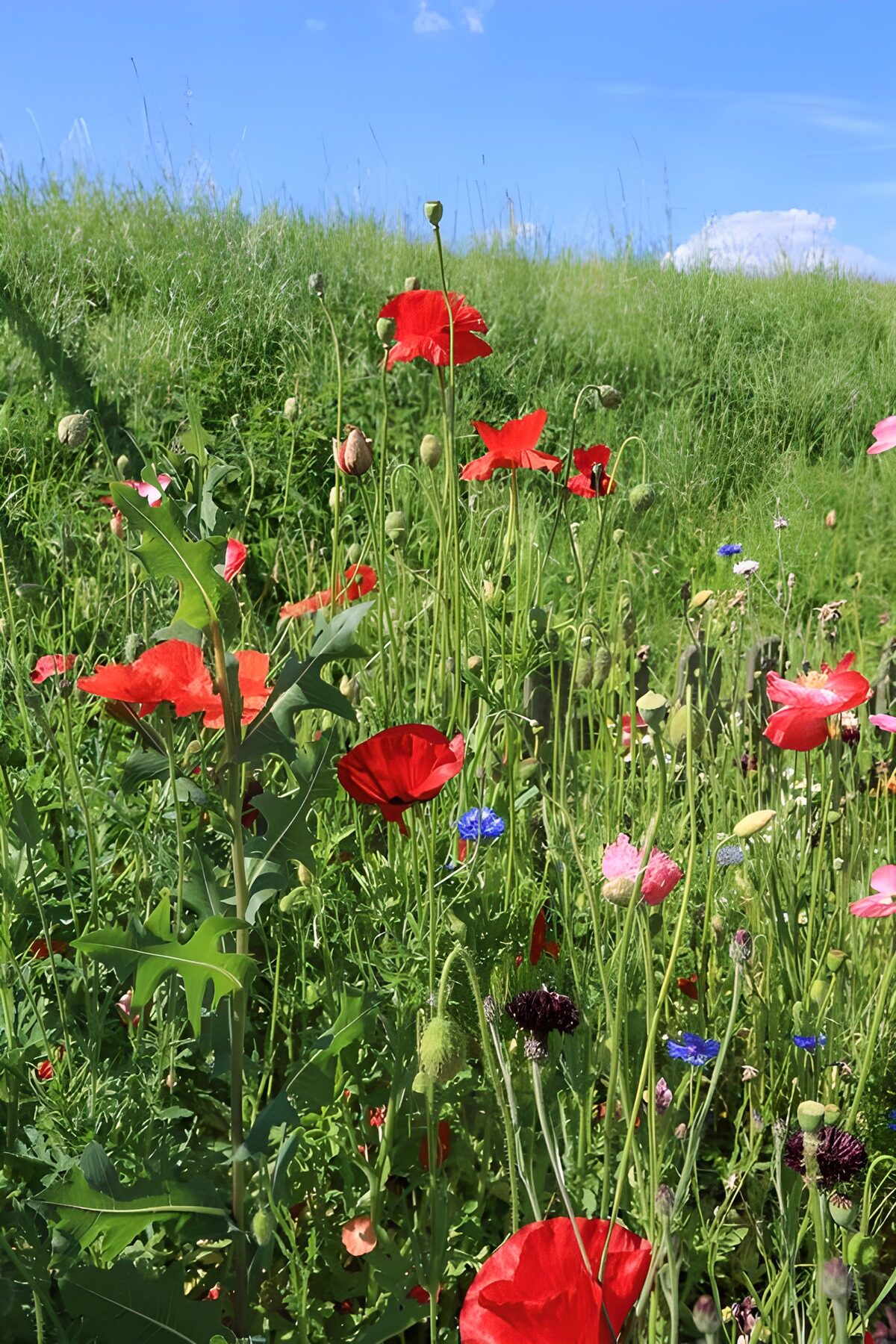 Vibrant Wildflower Meadow in Bloom