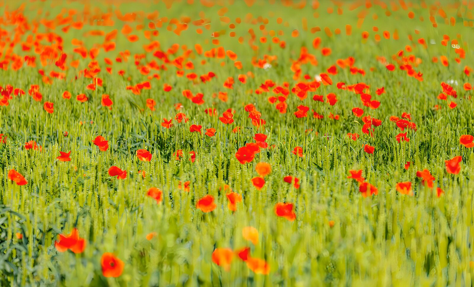 OCCOM4155337: Vibrant Poppy Field in Bloom