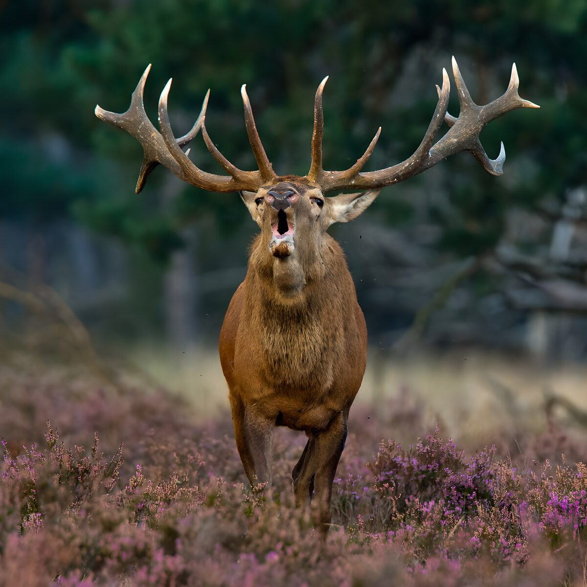 OCCOM6147063: Majestic Stag Roaring in the Wild