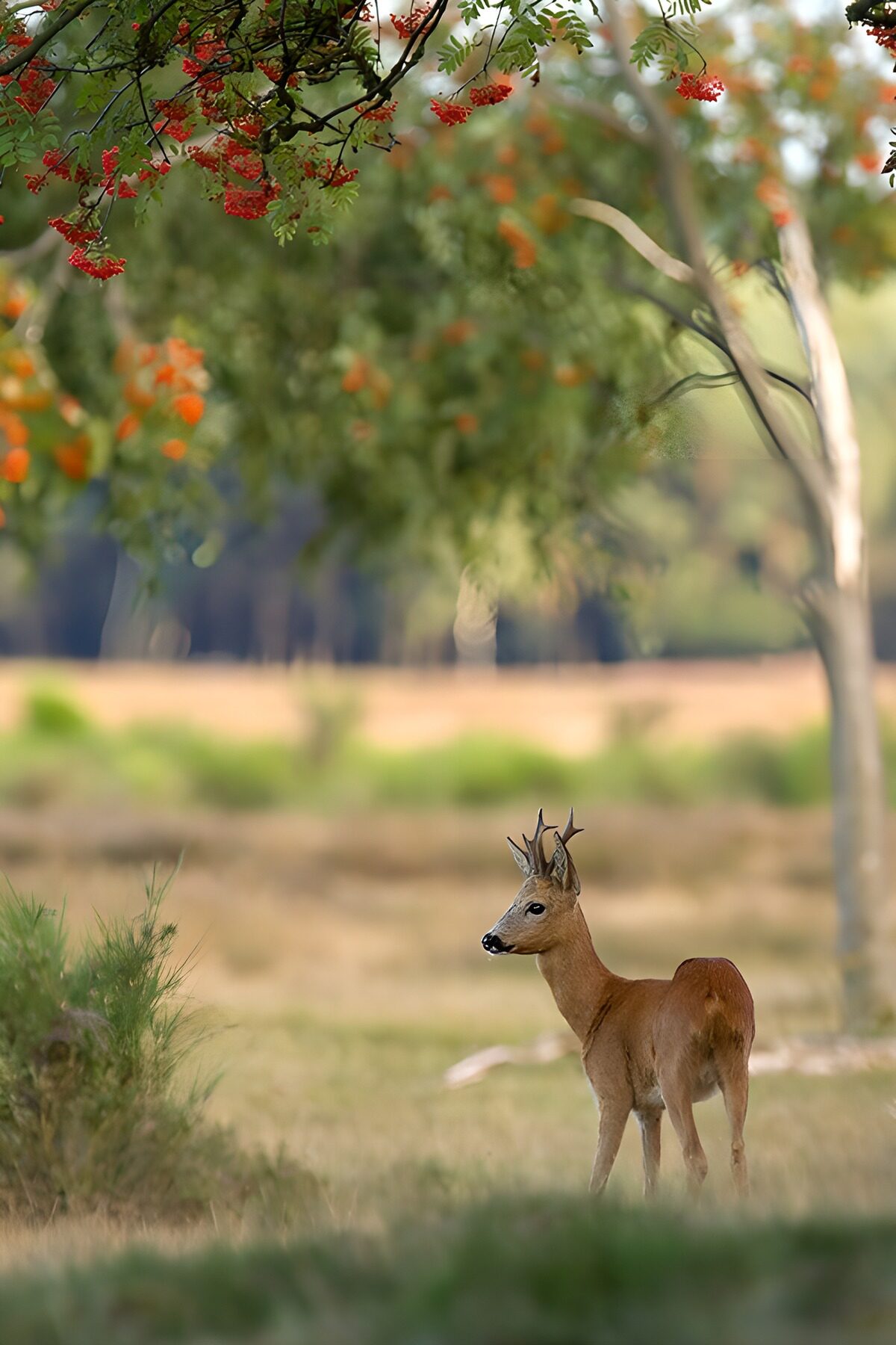 Serene Buck in Nature's Embrace