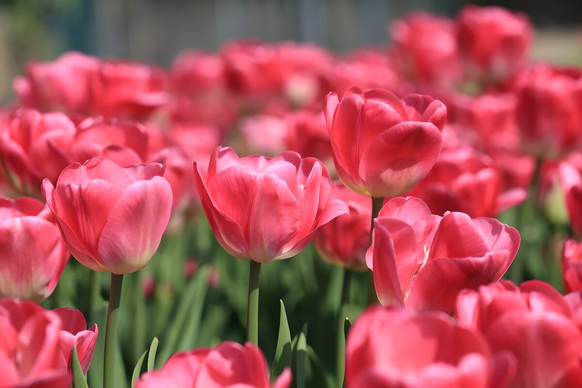 Blooming Pink Tulips in Spring