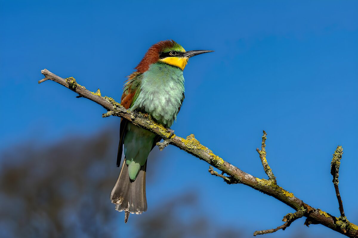 Vibrant Bird on a Branch