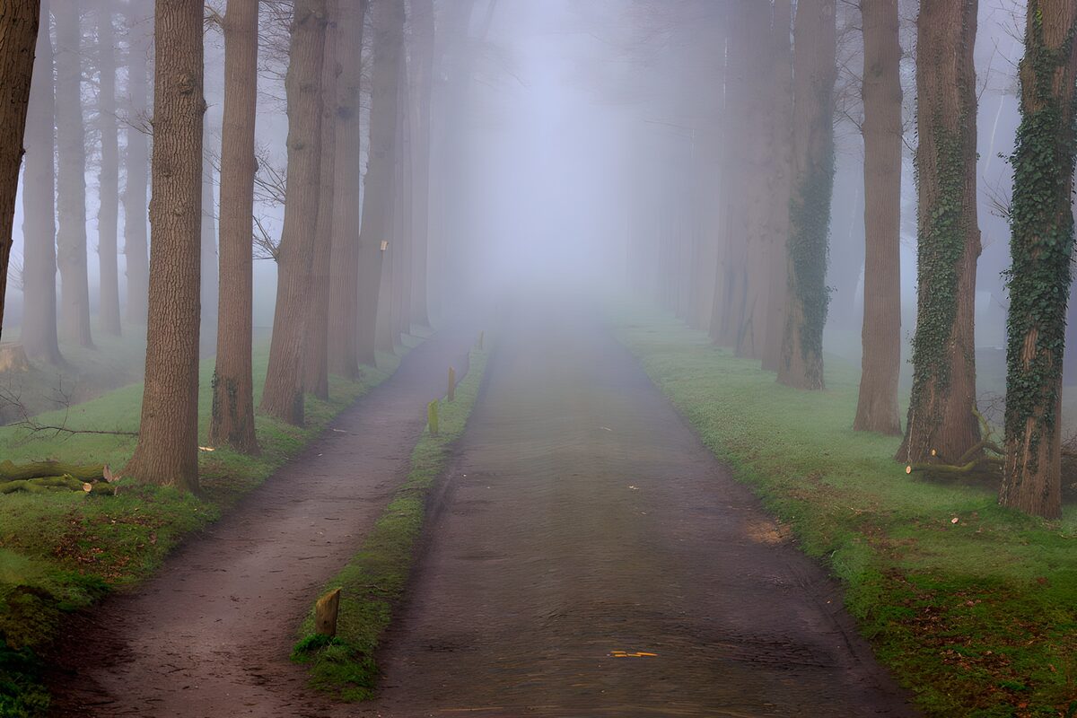 OCCOM8132587: Enigmatic Fog in the Forest Pathway
