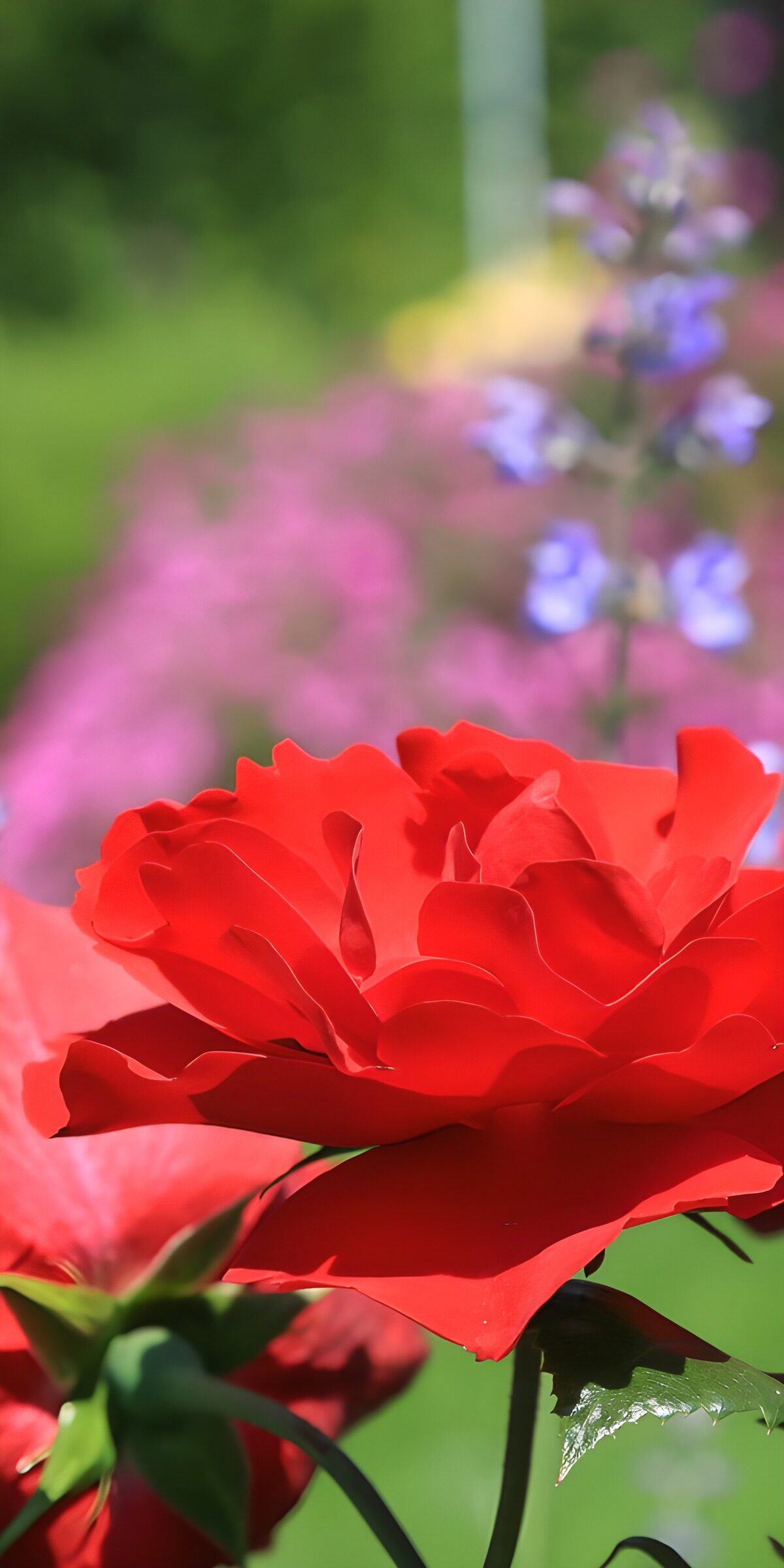 OCCOM6331802: Vibrant Red Rose in Bloom
