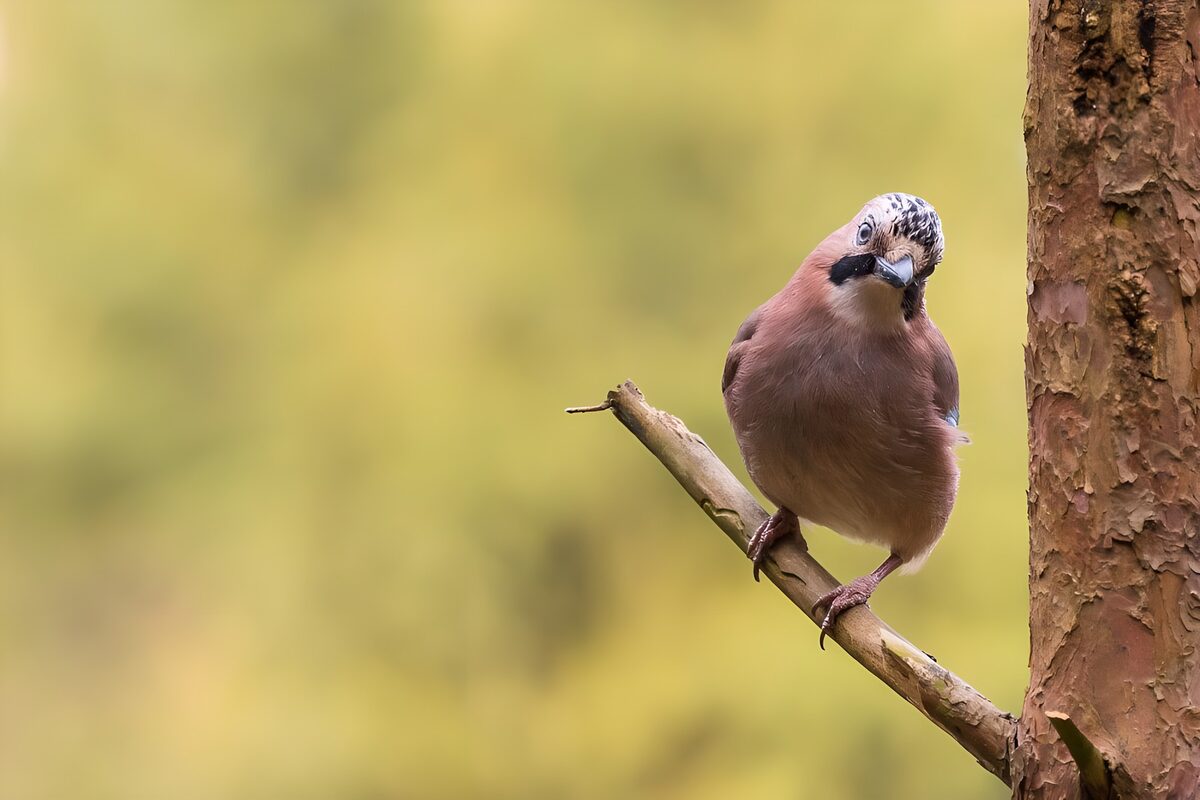 Curious Jay on a Branch