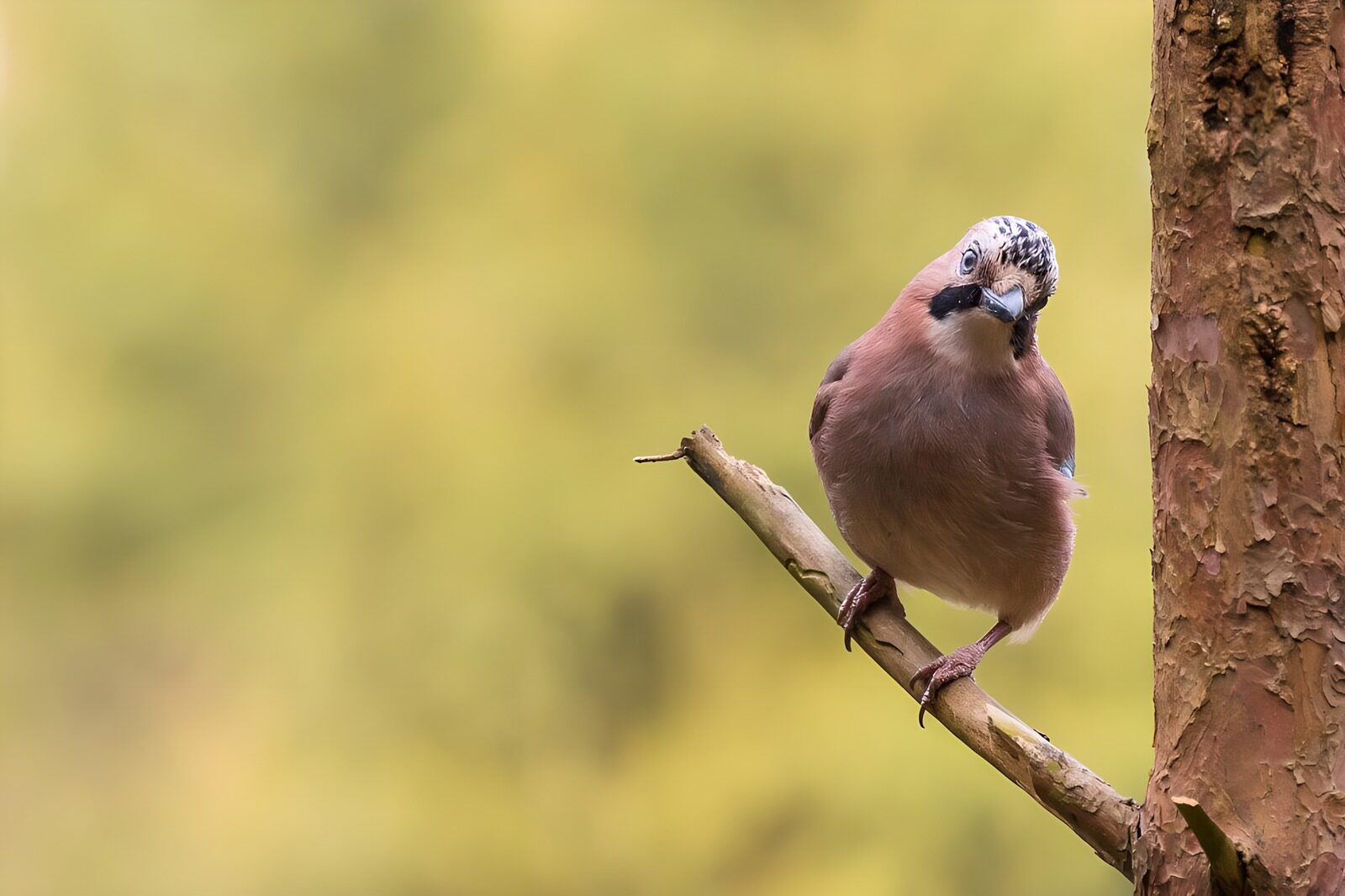 OCCOM3652325: Curious Jay on a Branch