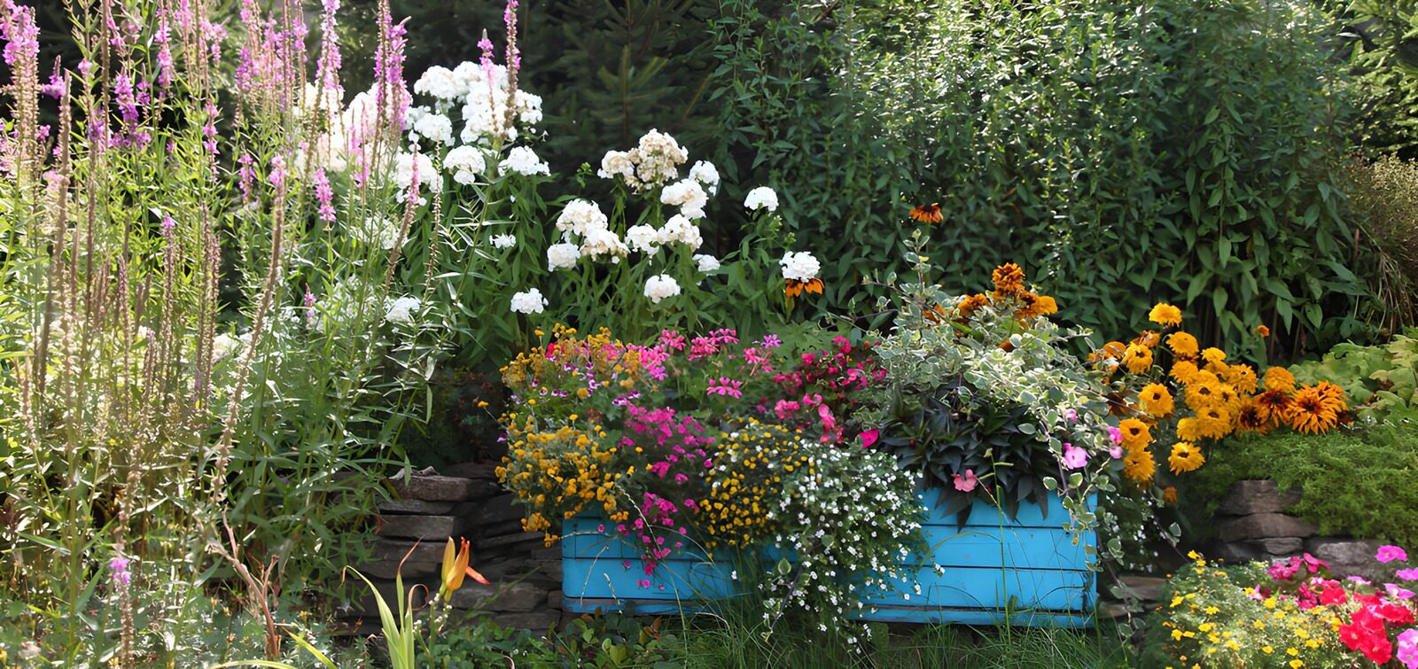 OCCOM9981334: Vibrant Garden Bed in Bloom