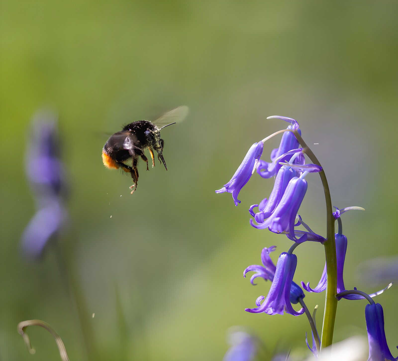 OCCOM8309799: Bumblebee Approaching Bluebells