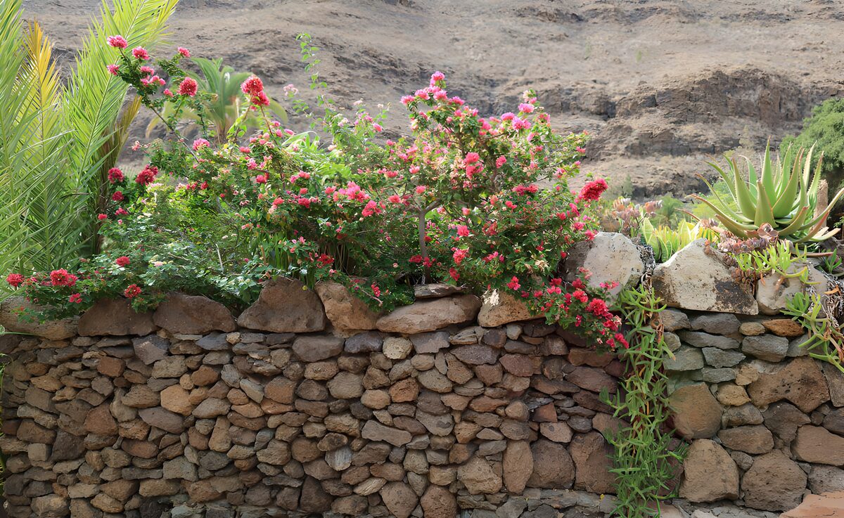 OCCOM7325413: Vibrant Flora Against a Stone Wall