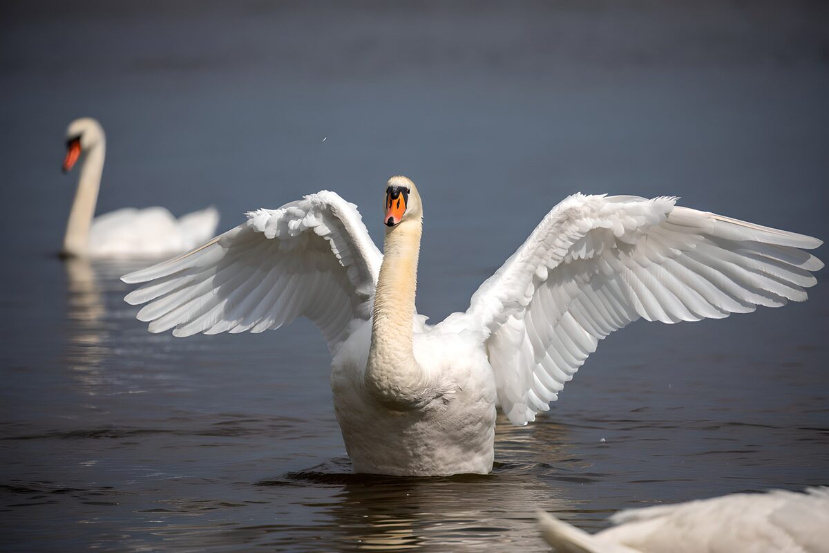 OCCOM5286092: Majestic Swans in Tranquil Waters