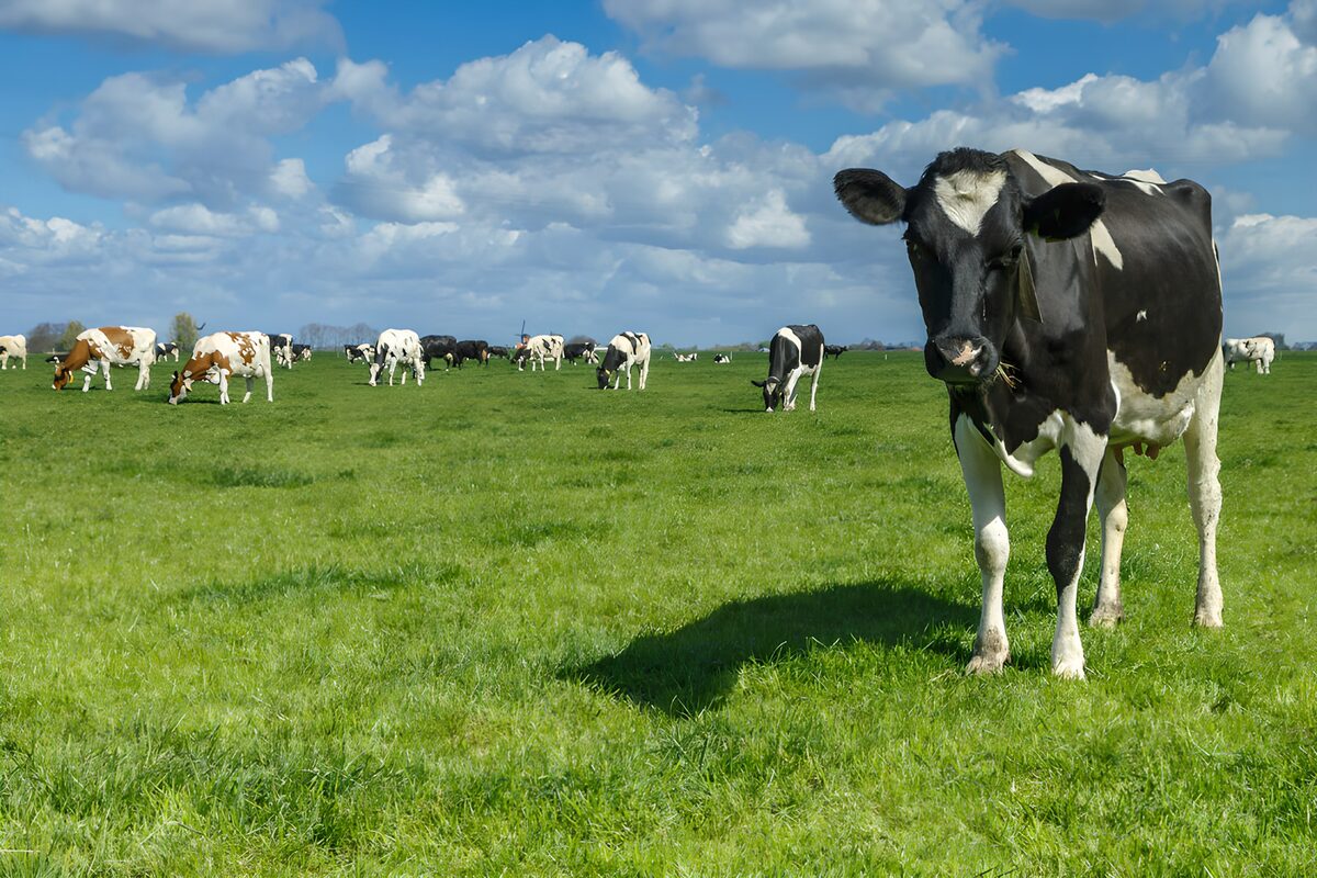 Grazing Cows in a Lush Green Field