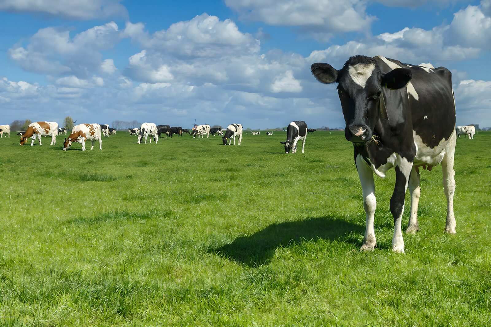 OCCOM9533476: Grazing Cows in a Lush Green Field
