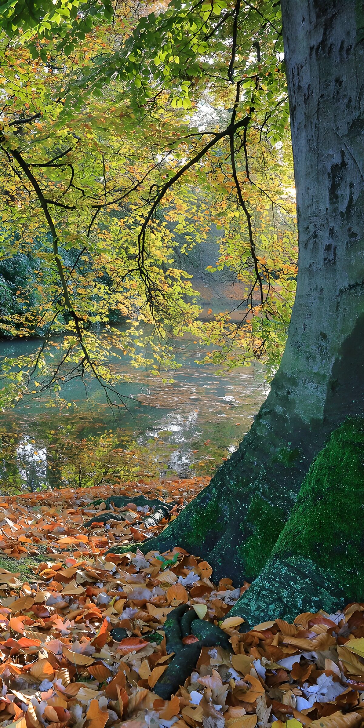 OCCOM4755503: Autumn Serenity by the Water