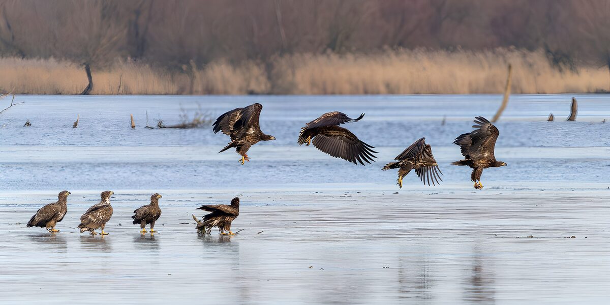 OCCOM5814957: Eagles in Flight Over Water