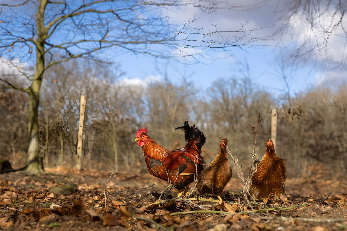 OCCOM8329709: Rooster and Hens in a Natural Setting