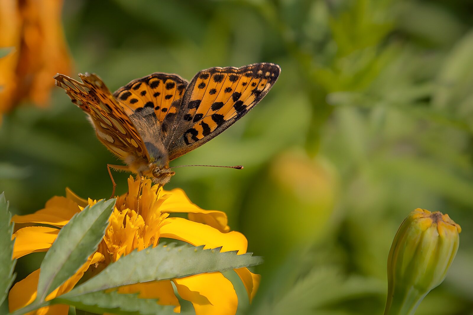 OCCOM4311687: Vibrant Butterfly on Yellow Flower