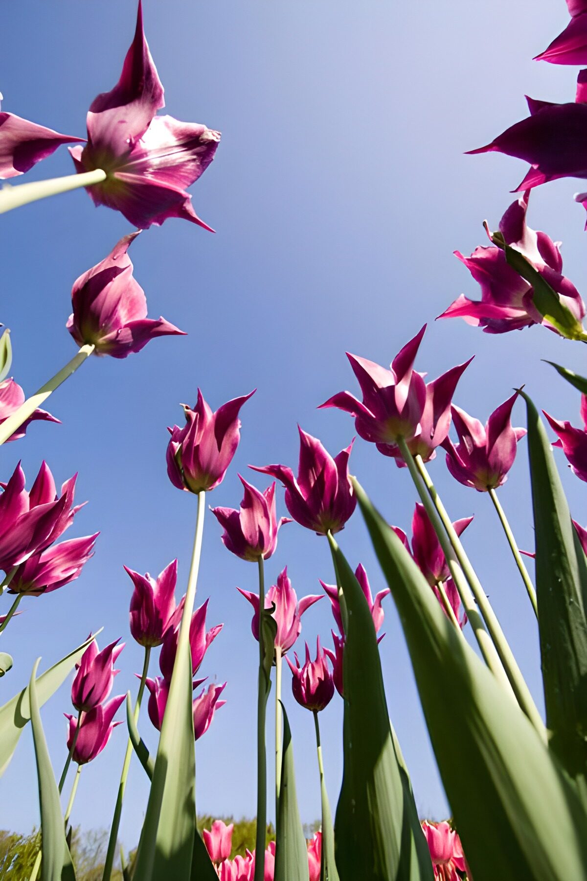 "Vibrant Tulips Under a Clear Blue Sky"
