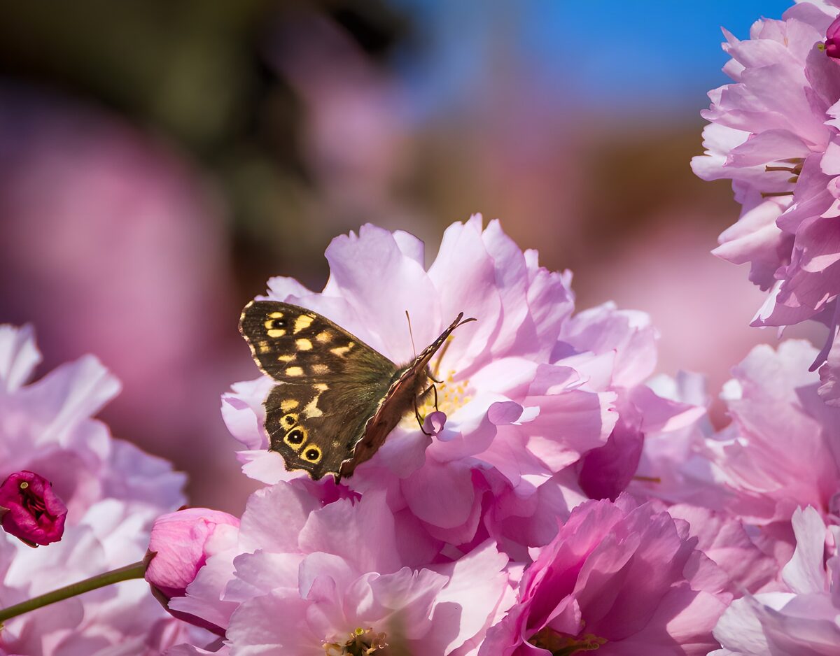 Speckled Wood Butterfly on Blossoms