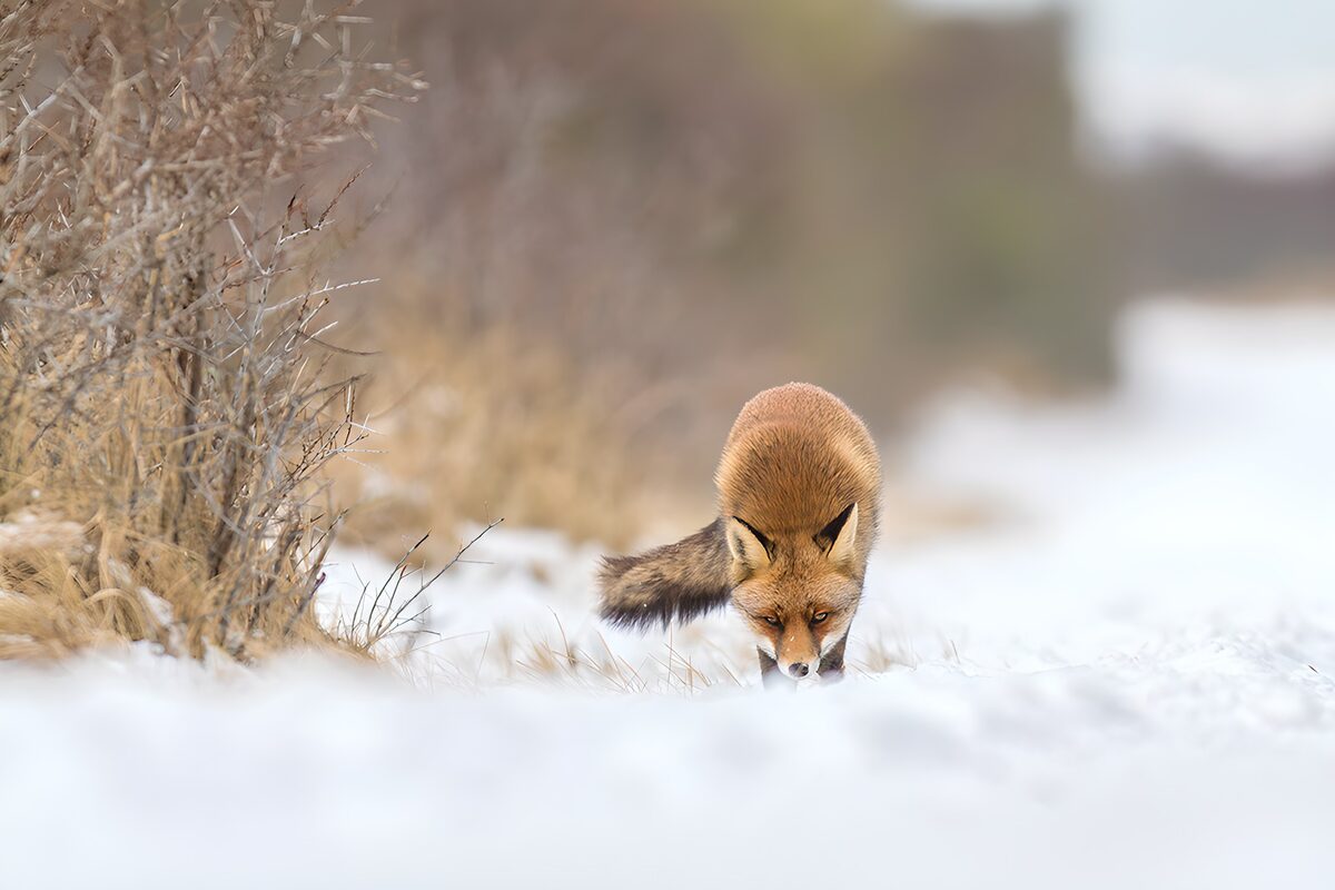 Fox in Winter's Embrace