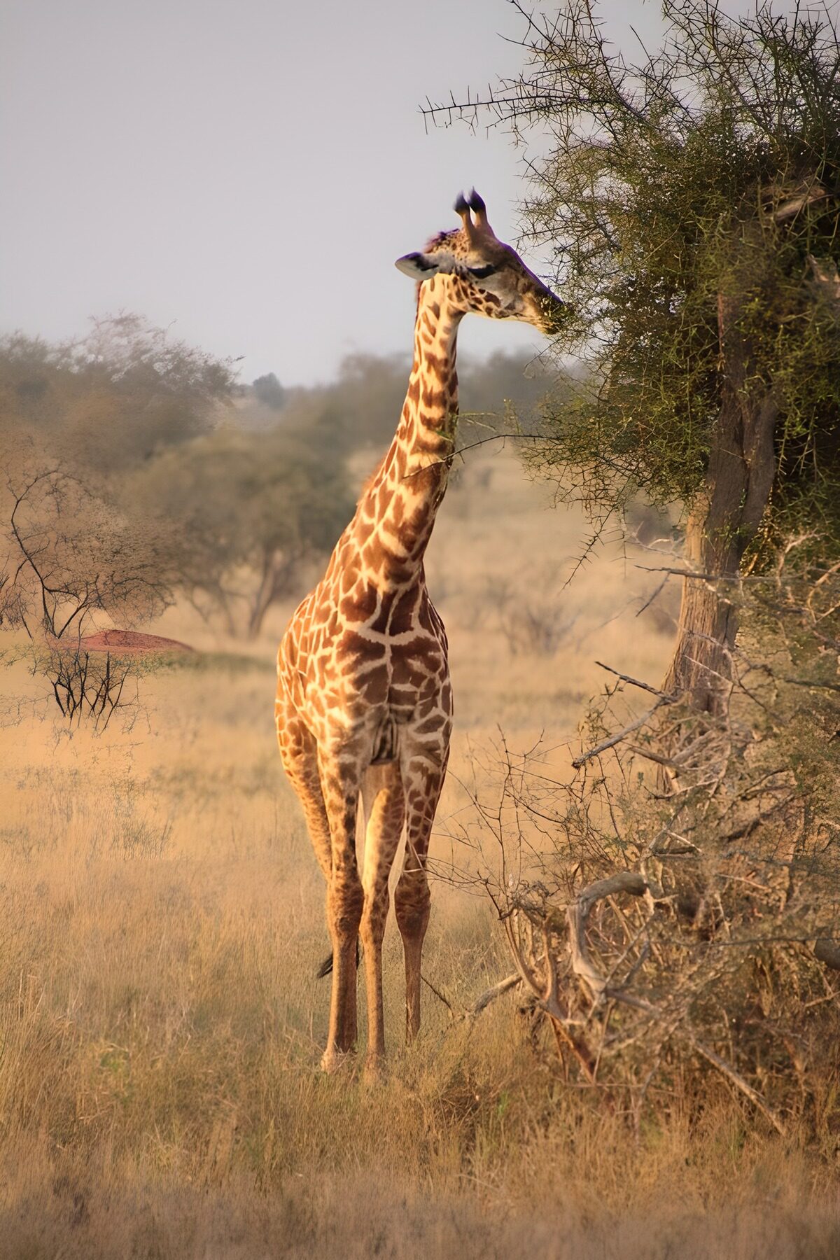 Giraffe Grazing in the Savanna