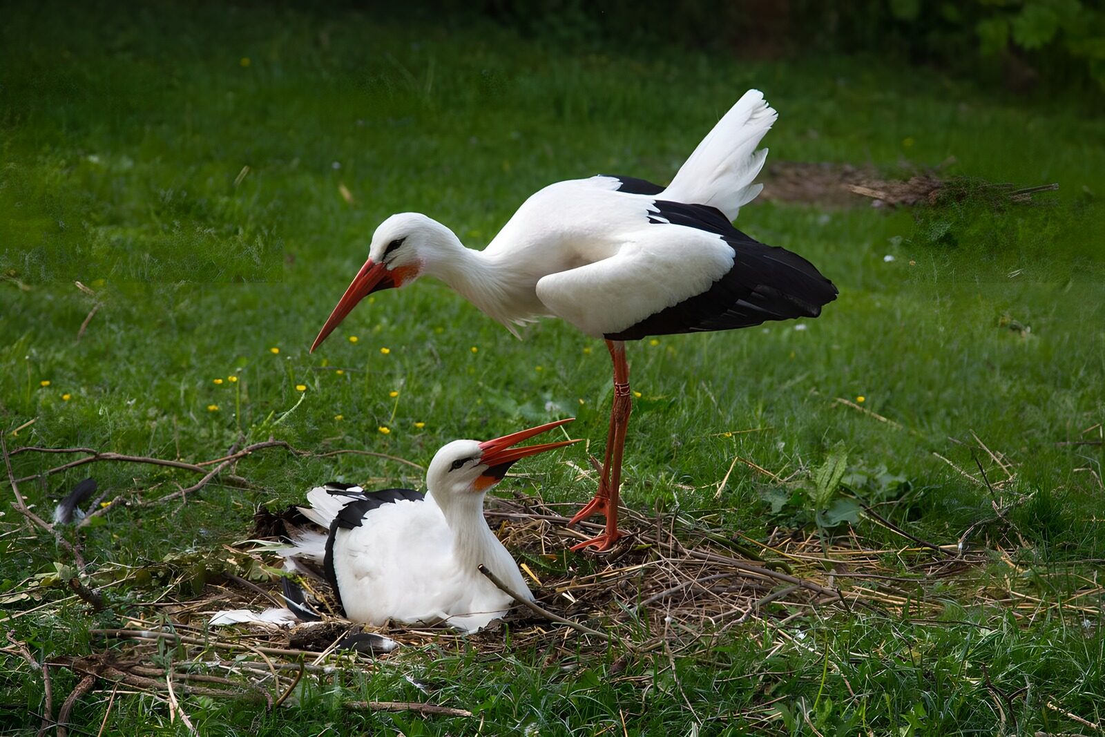 OCCOM8147755: Graceful Storks Caring for Their Nest