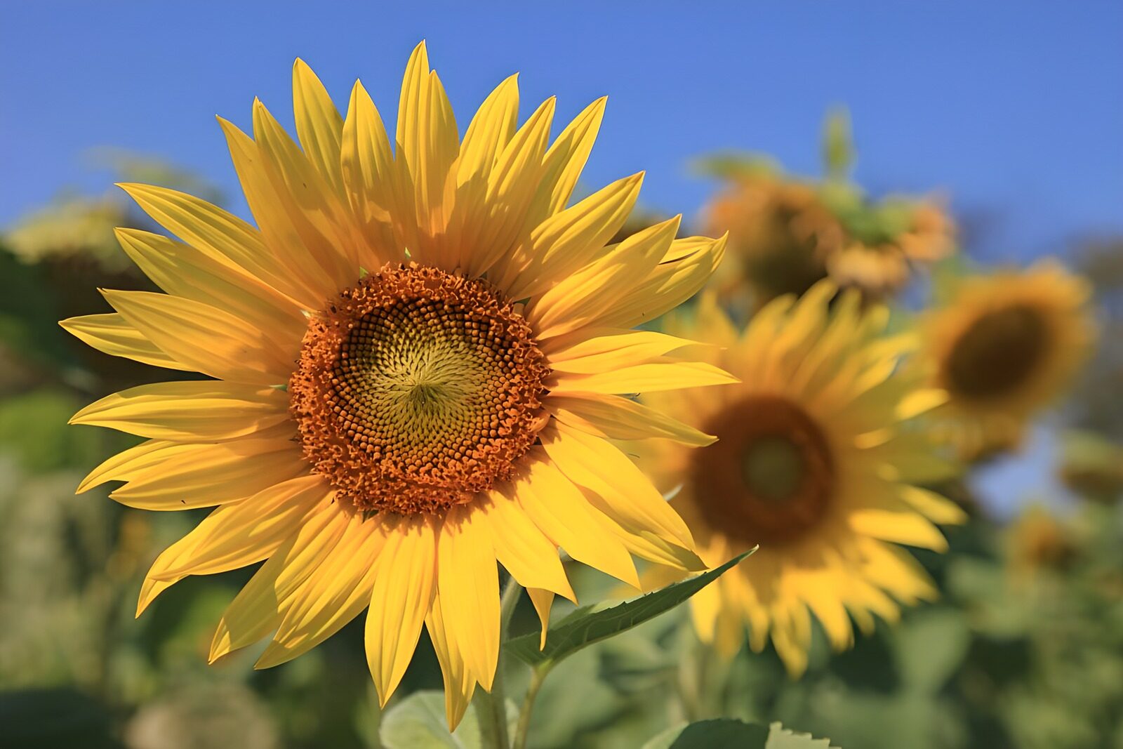 OCCOM1852368: Bright Sunflower in Full Bloom