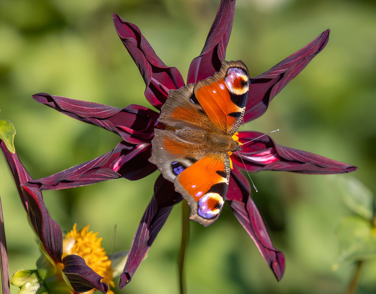 OCCOM7734957: Vibrant Butterfly on a Dark Flower