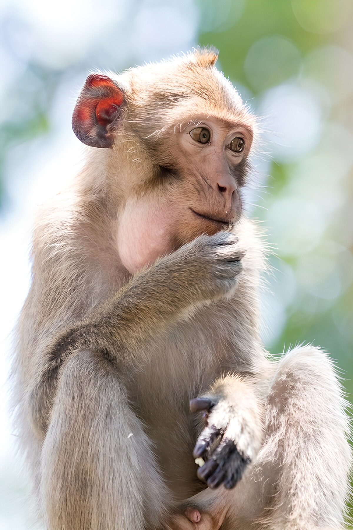 Thoughtful Monkey in Nature