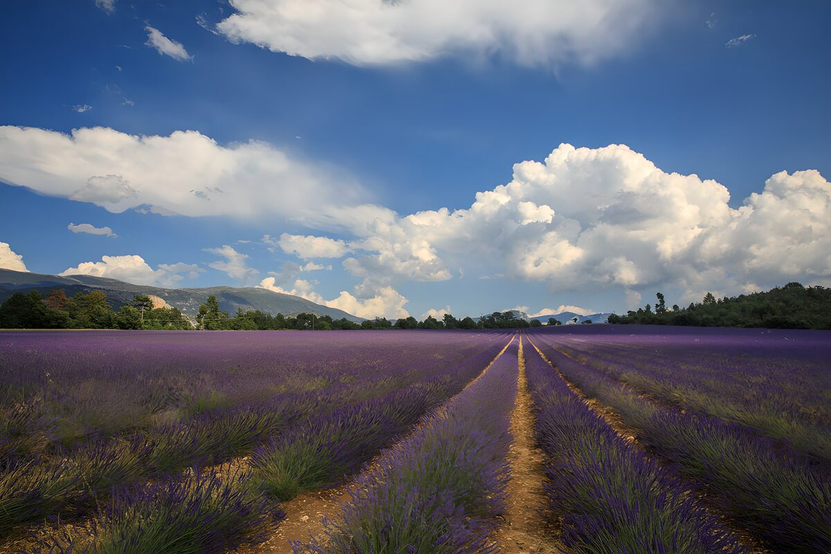 Lavender Fields Under a Blue Sky
