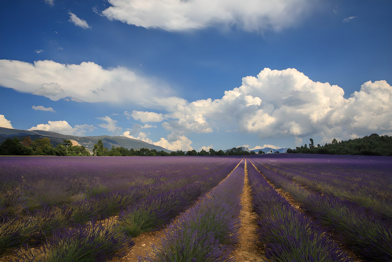 OCCOM5714230: Lavender Fields Under a Blue Sky
