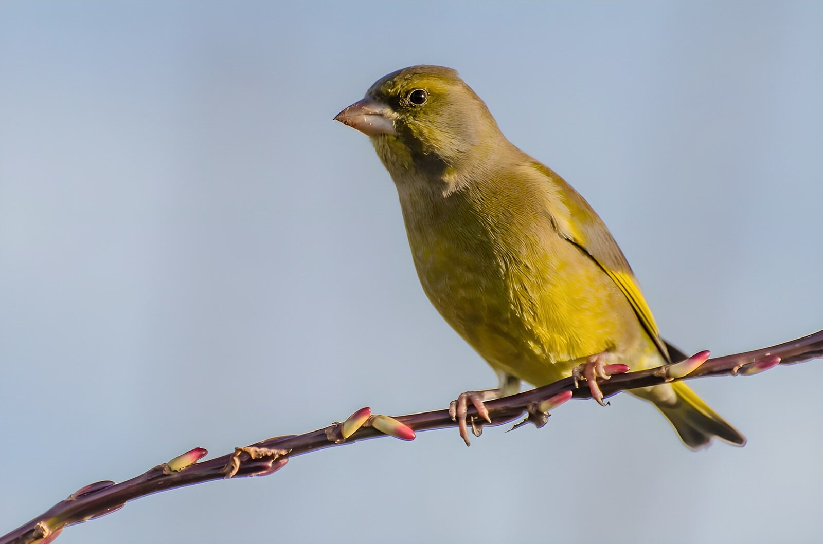 OCCOM4894130: Charming Green Bird on a Branch