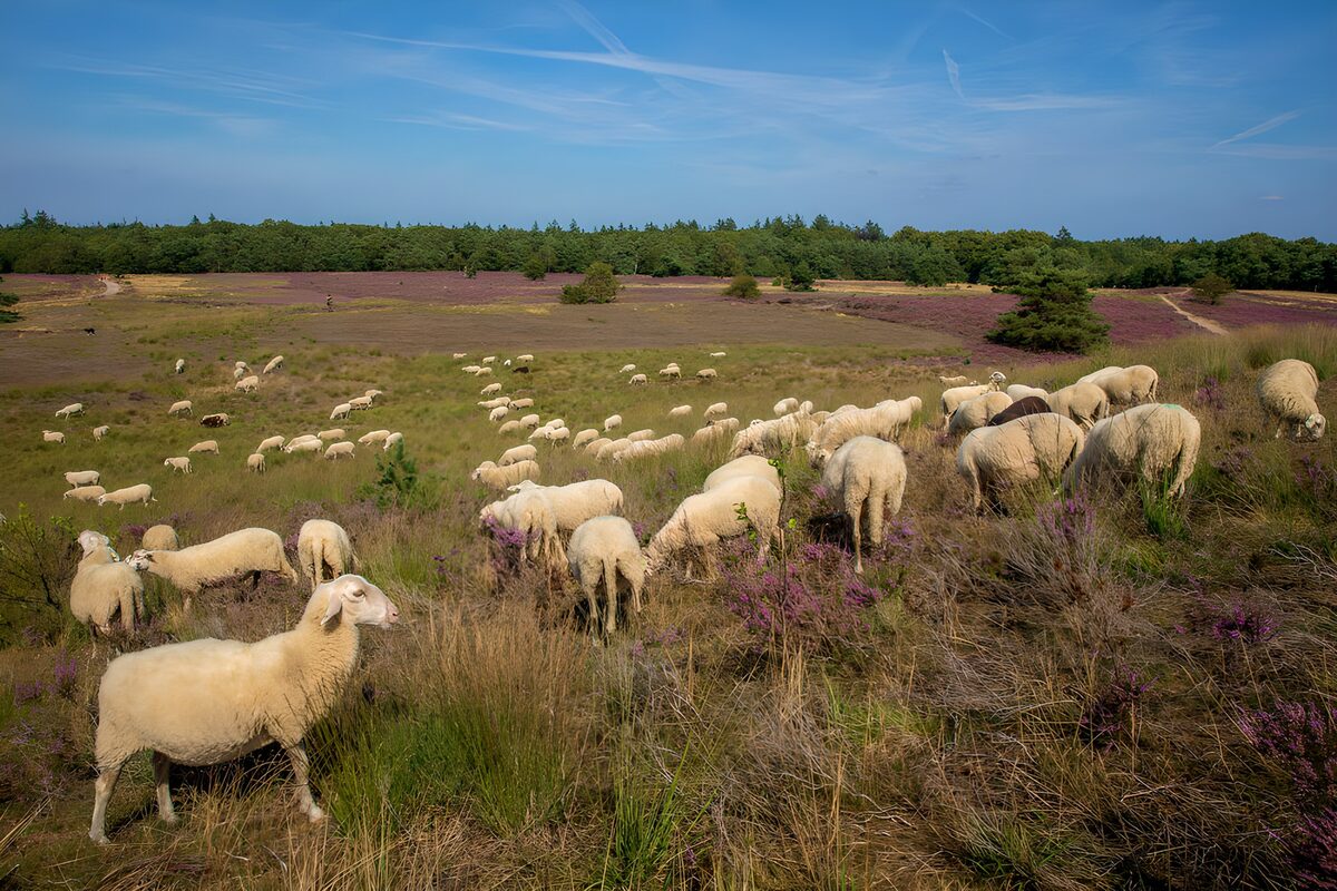 Serene Meadow with Grazing Sheep
