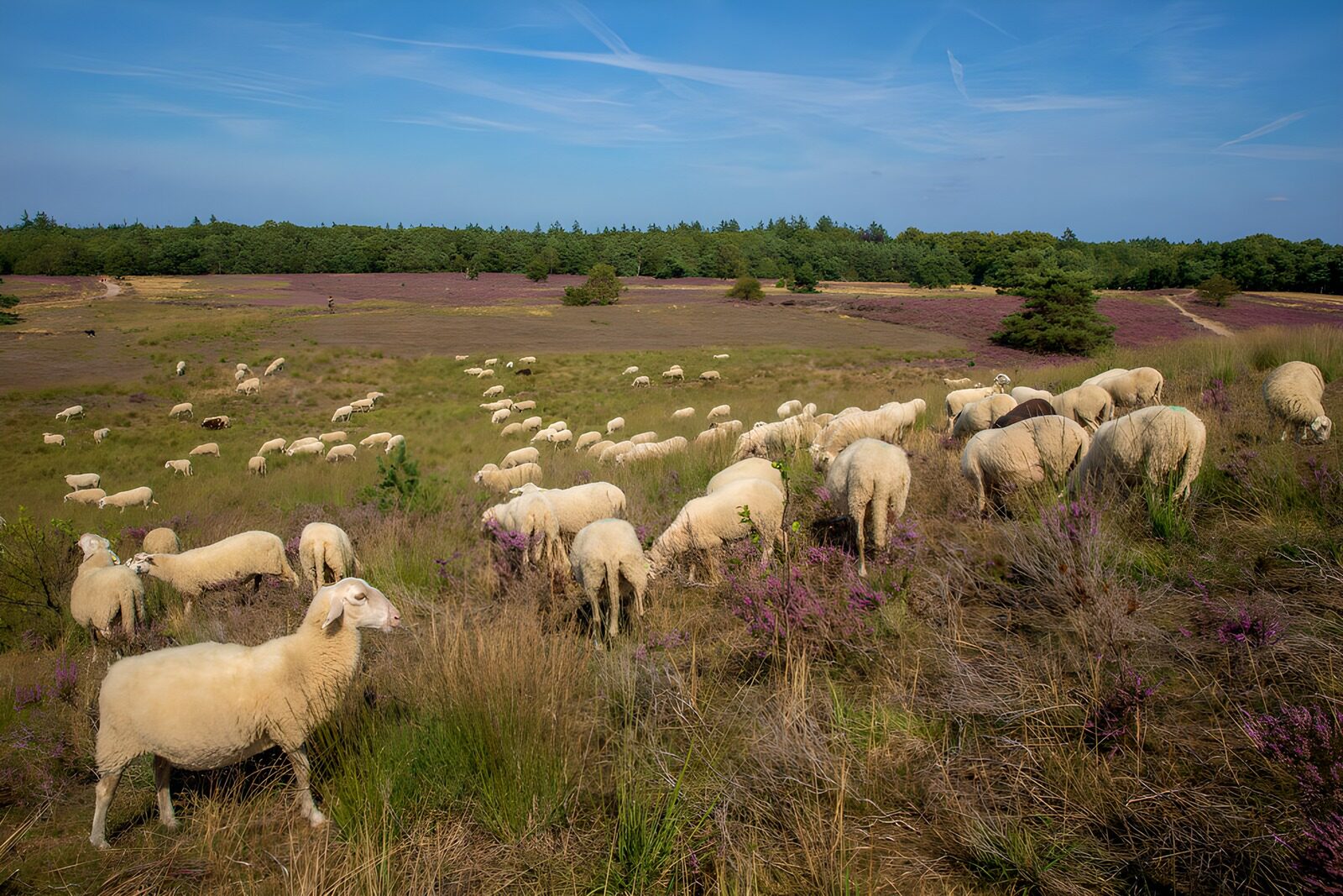 OCCOM9219791: Serene Meadow with Grazing Sheep