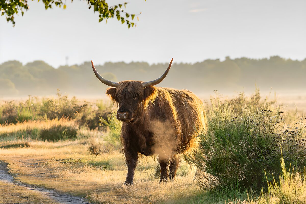 Highland Cattle in Morning Mist