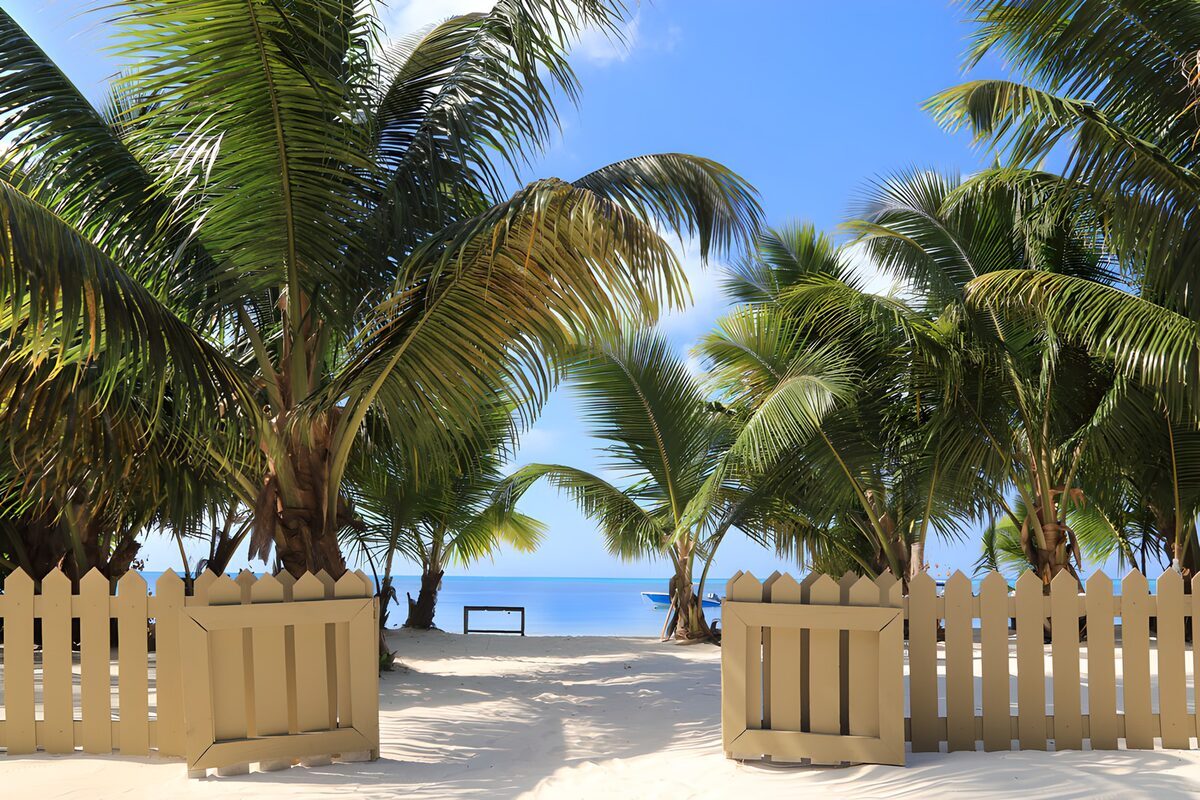 OCCOM5273204: Tropical Escape through the Palm Trees