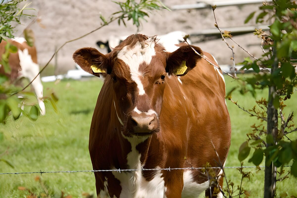 Curious Brown Cow in Green Pasture