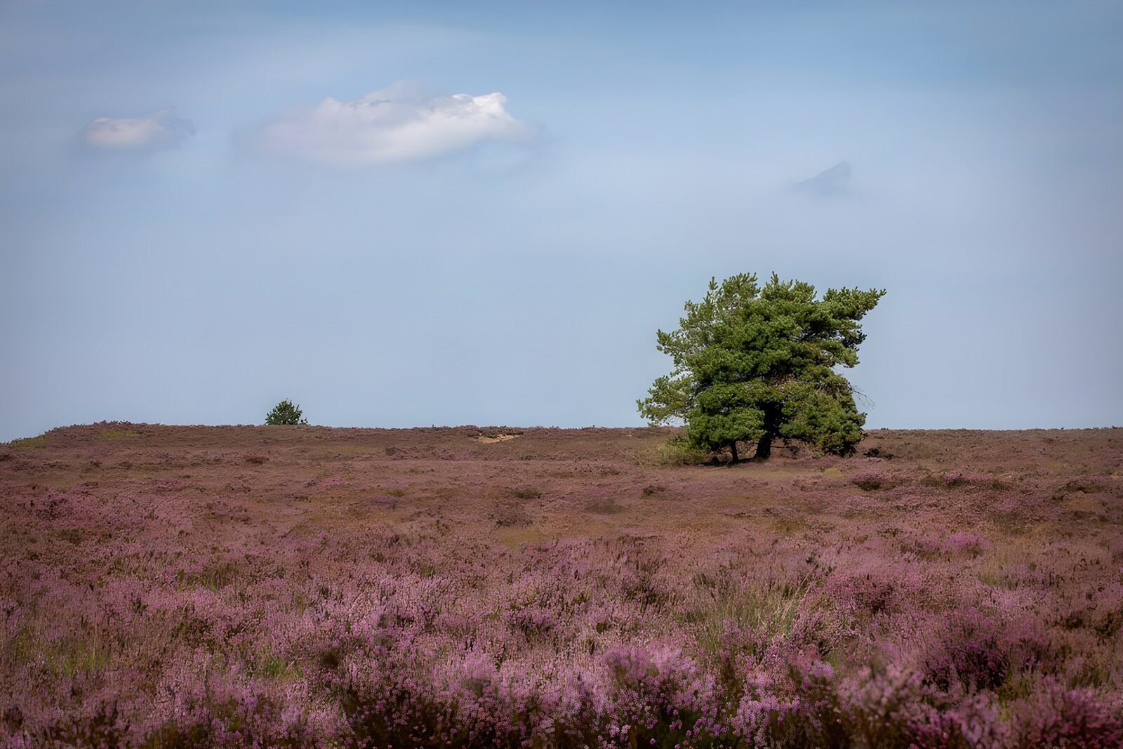 OCCOM4905338: Serenity in Blooming Heather Fields