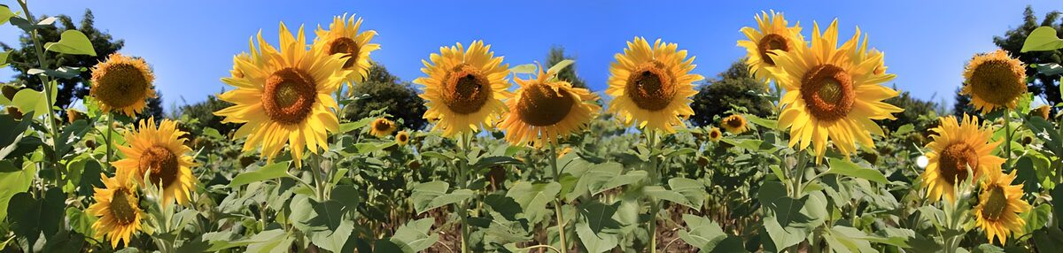 Sunflower Field Under a Bright Blue Sky