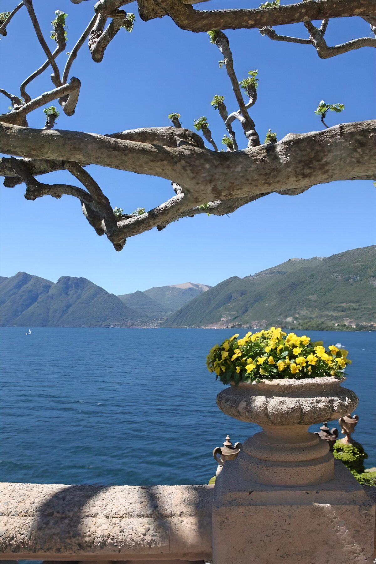 OCCOM7644296: Tranquil Lakeside View with Flowers