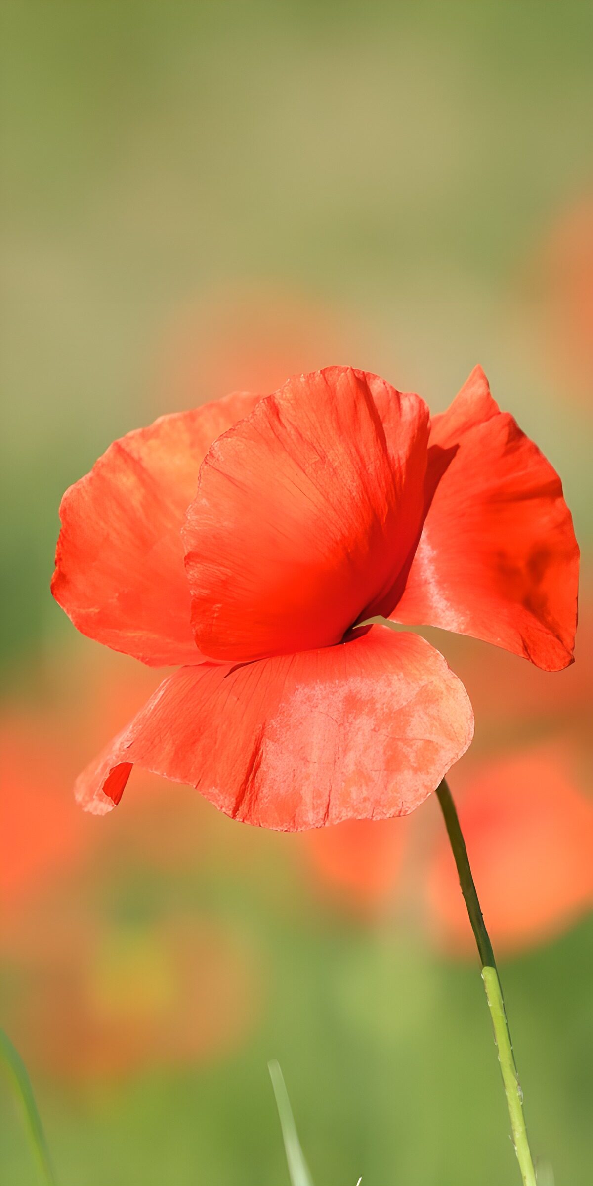 OCCOM1748101: Brilliant Red Poppy Blossom