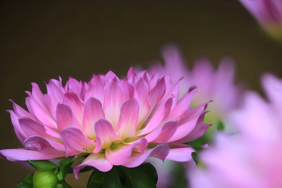 OCCOM8027799: Elegant Pink Flower in Bloom