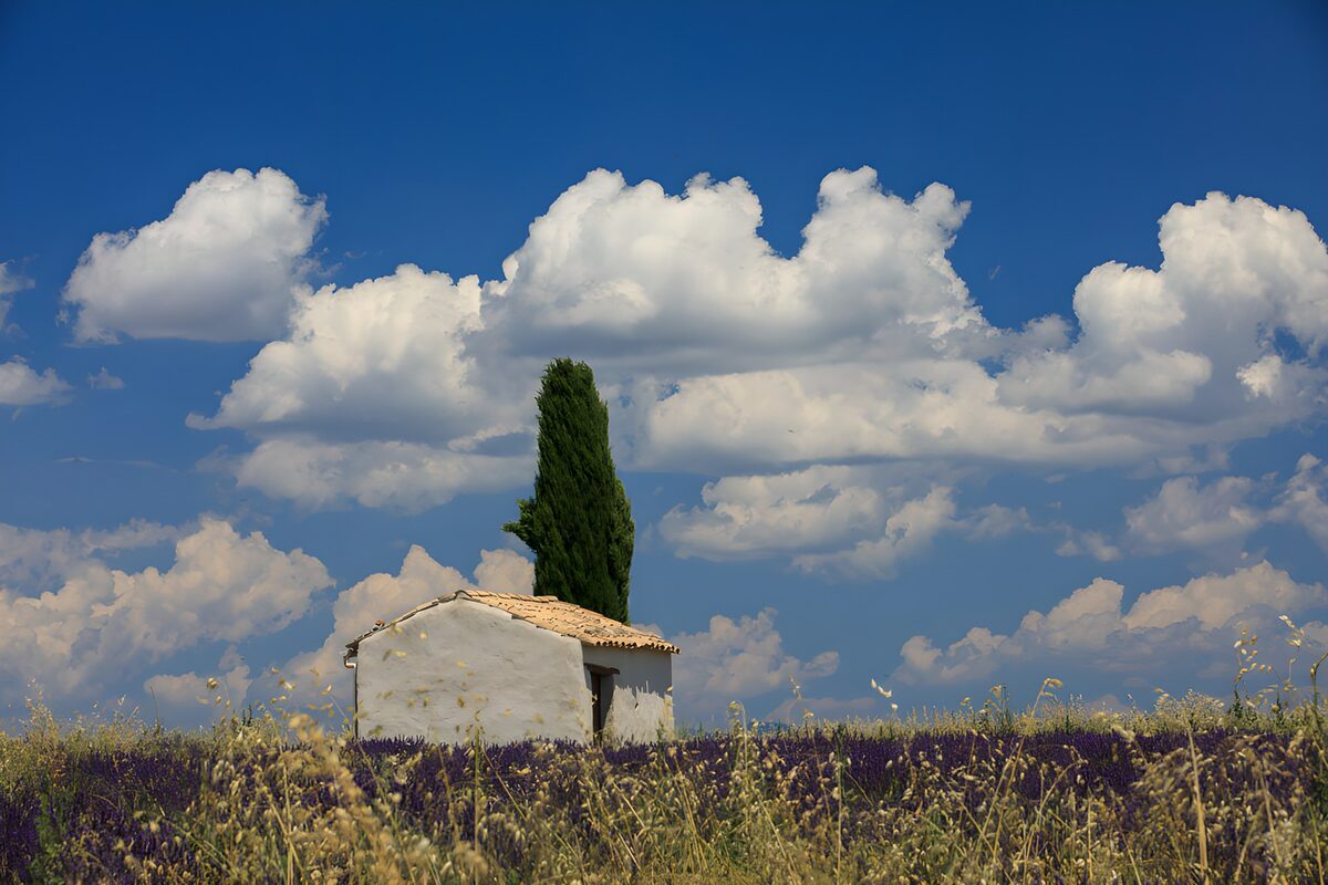 Tranquil Lavender Fields Under Blue Skies