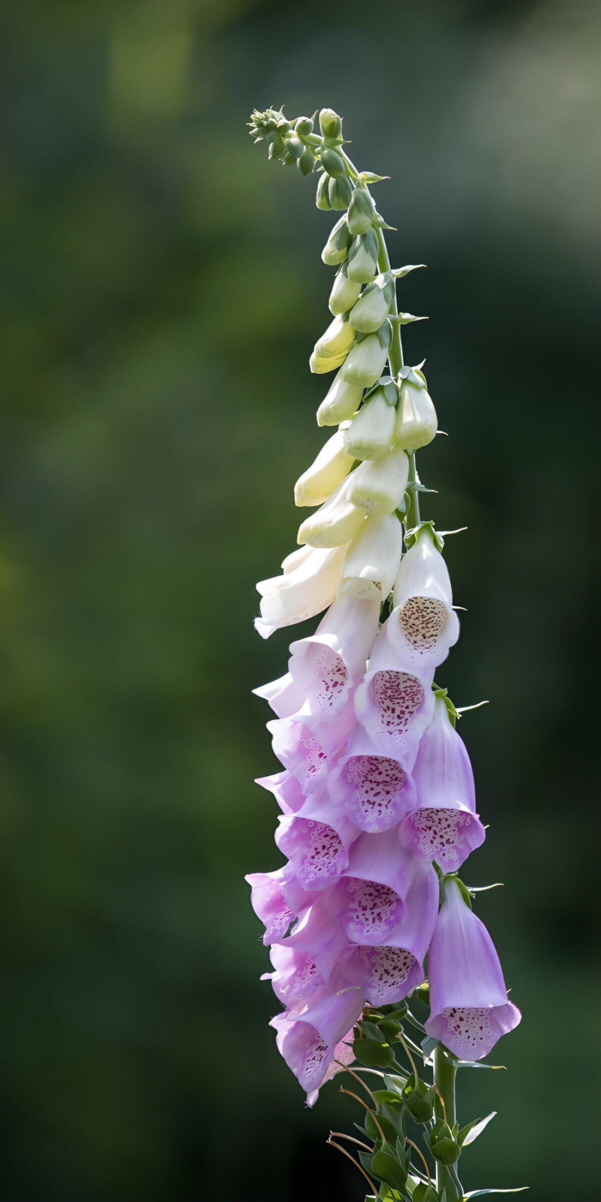 OCCOM7400902: Elegant Foxglove in Bloom