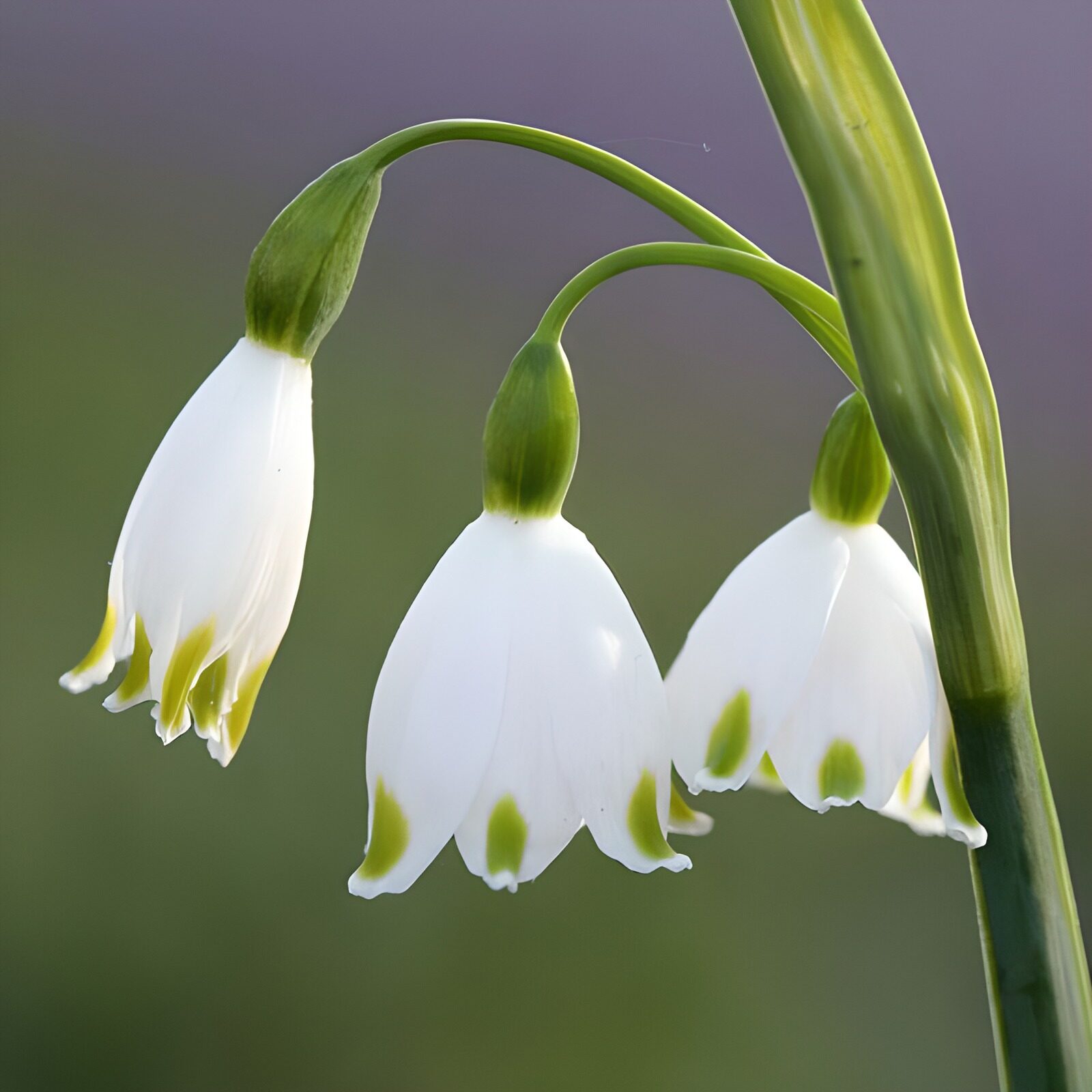 OCCOM4756700: Delicate White Flowers with Green Tips