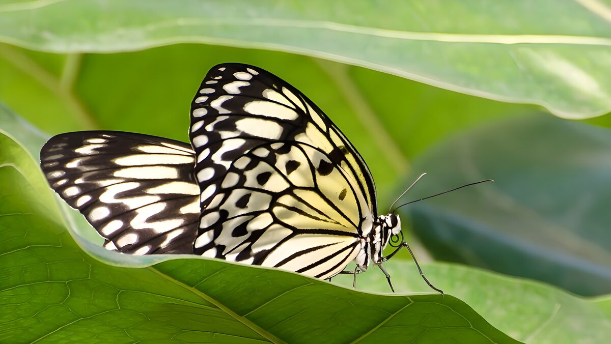 Elegant Butterfly on Green Leaves