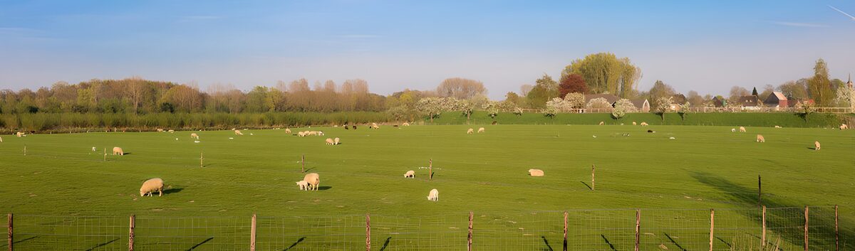 OCCOM4074189: Serene Pasture with Grazing Sheep