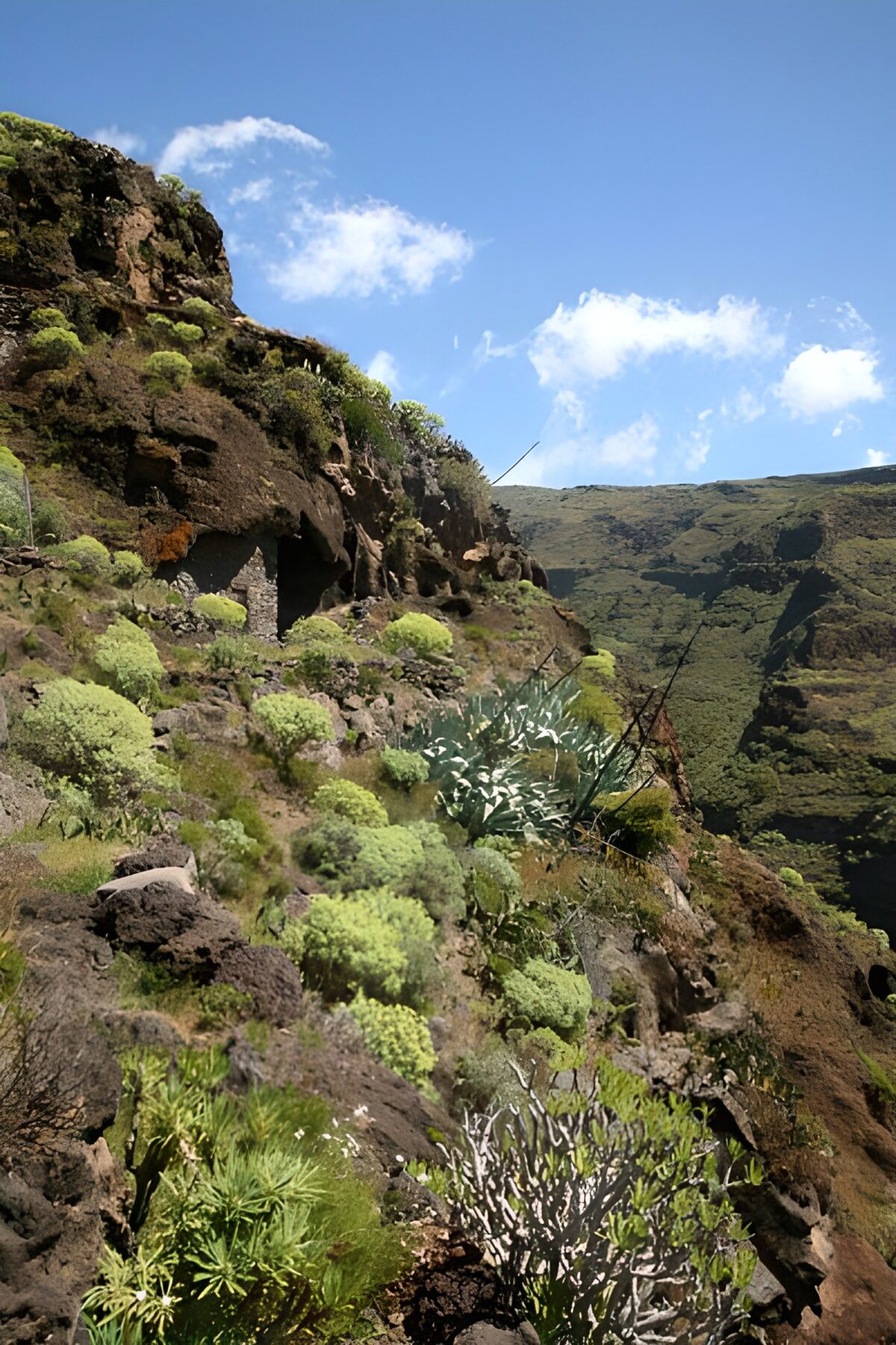 Lush Cliffside Vegetation with Stone Ruins