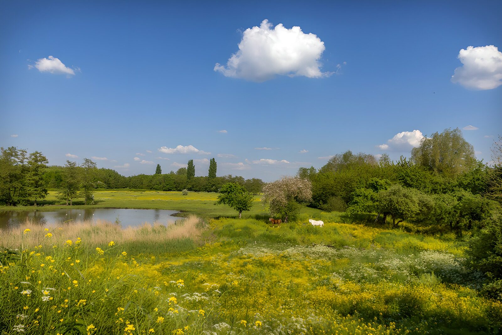 OCCOM7253467: Tranquil Meadow with a Reflective Pond